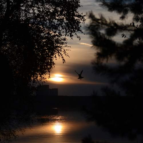 Photo #13137456