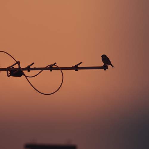 Photo #13137629