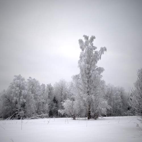 Photo #13138289