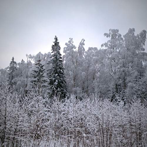 Photo #13138290