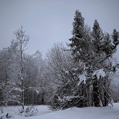 Photo #13138291