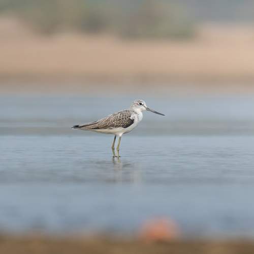 Photo #13138775