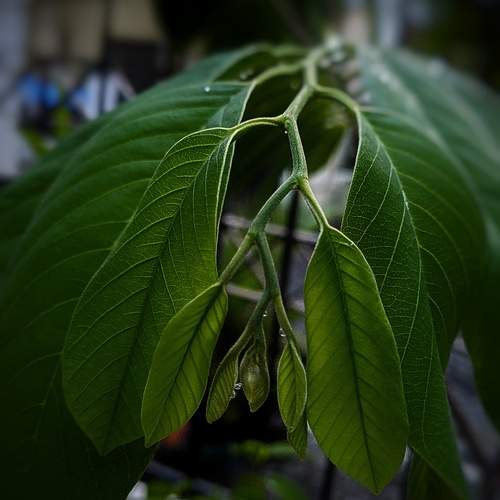 Green Leaf