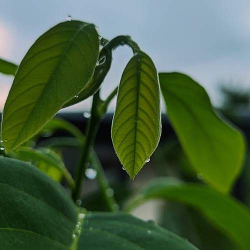 Green Leaf