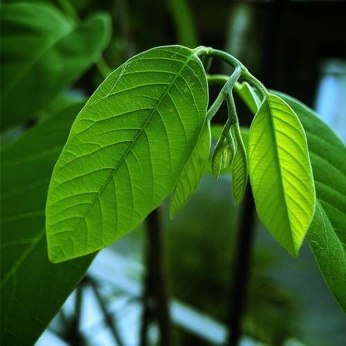 The Green Leaf