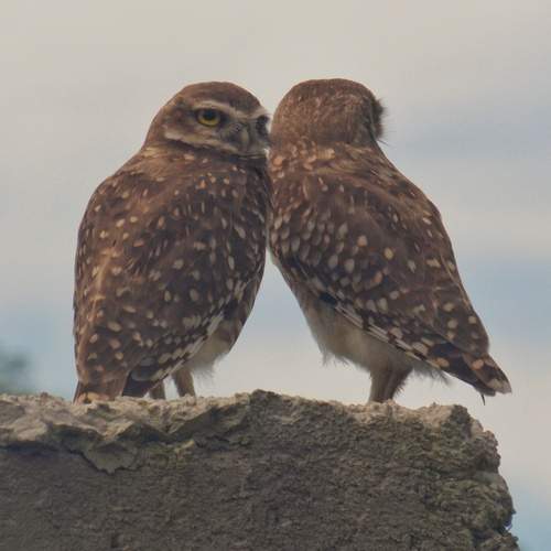 Photo #13139062