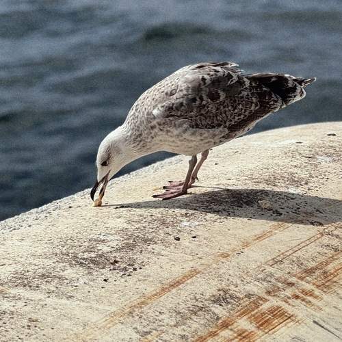 Photo #13140120