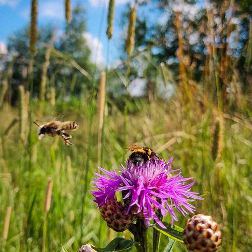 Photo #13141175