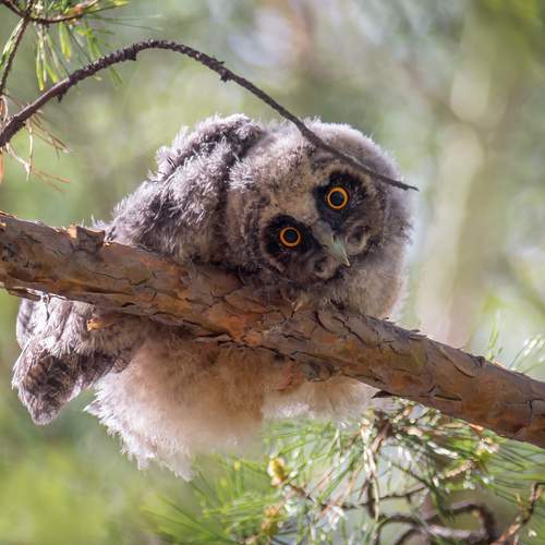 Любопытный.