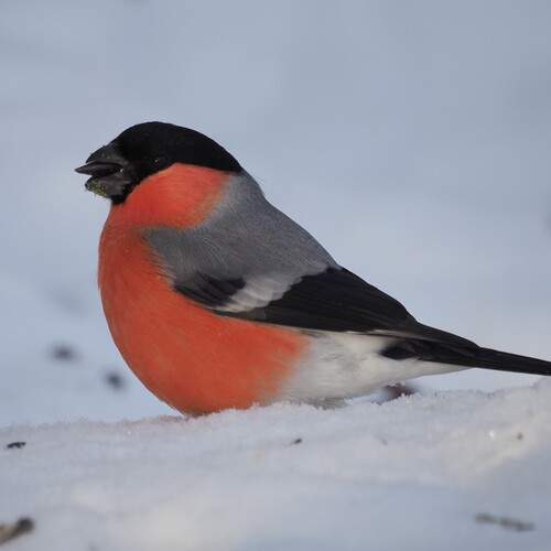 Фотография #13141481