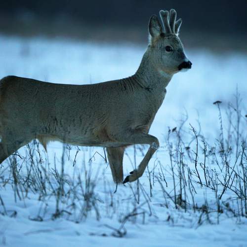 Photo #13141544