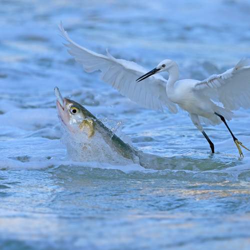 Survive In The Crack