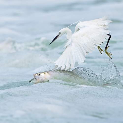 Life Hangs by a Thread