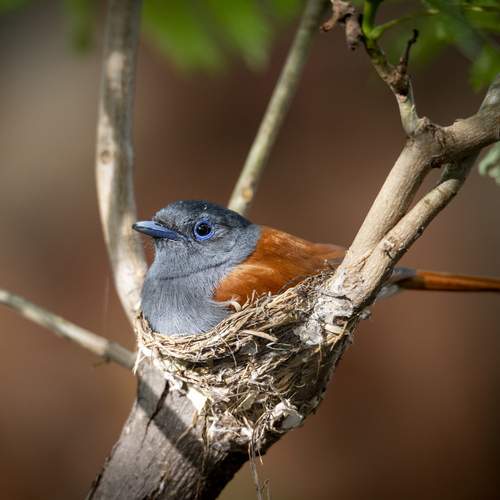 Female Paradise Fly Catcher