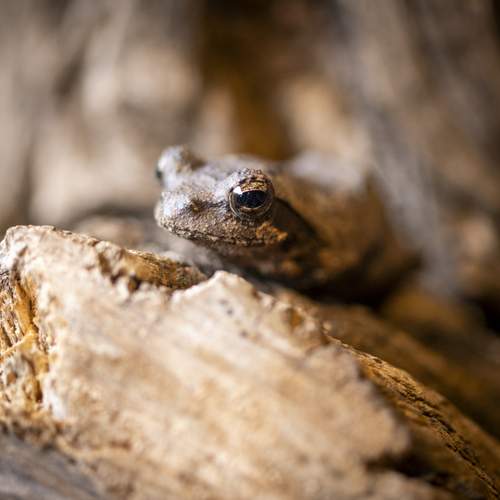 Frog, Madikwe