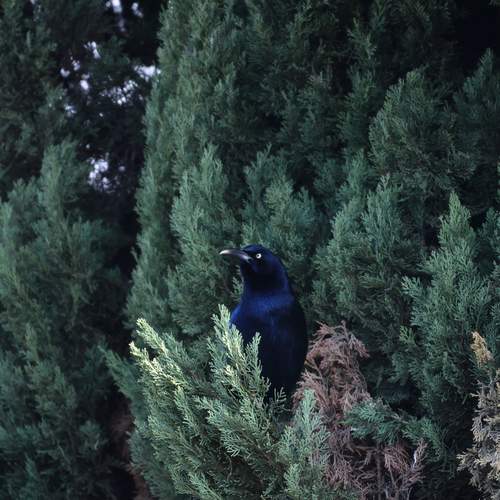 Photo #13143210