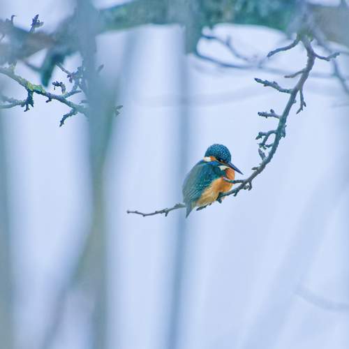 Photo #13143264
