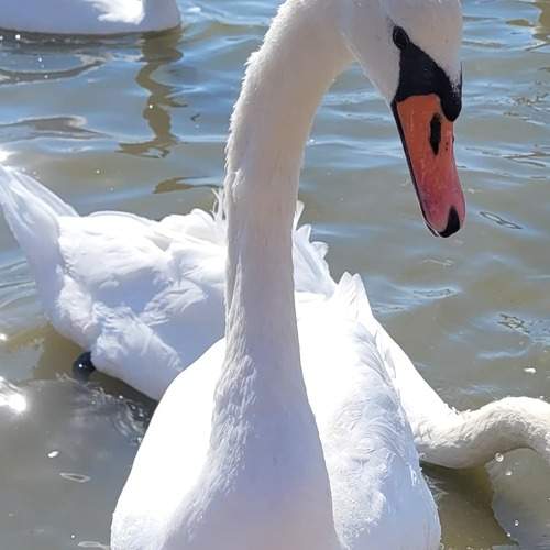 Photo #13144064