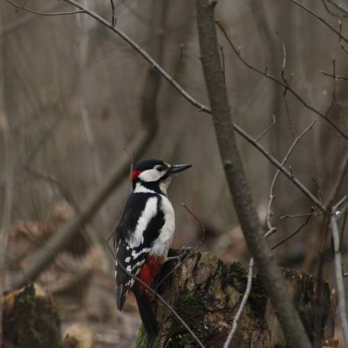Photo #13144096