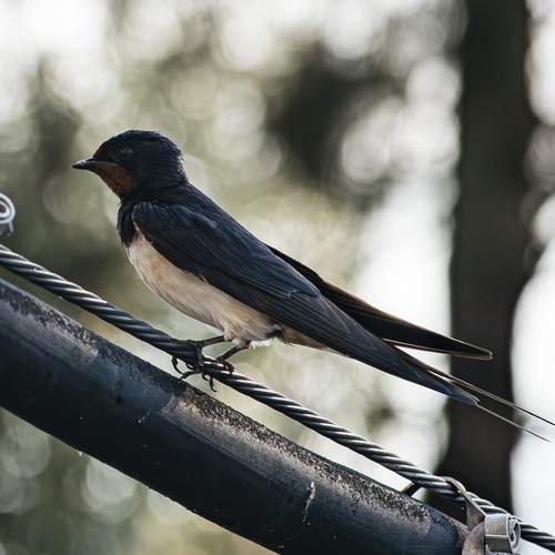 Photo #13144256