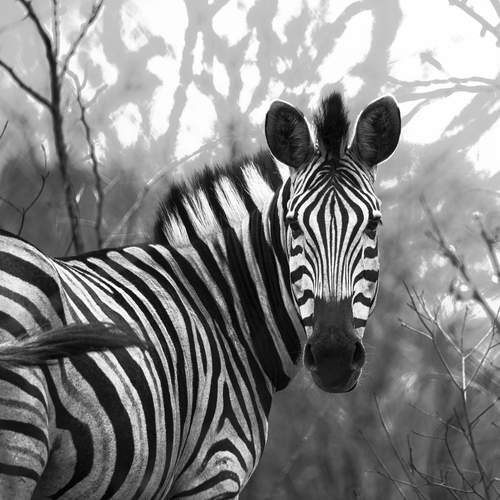 Photo #13144759