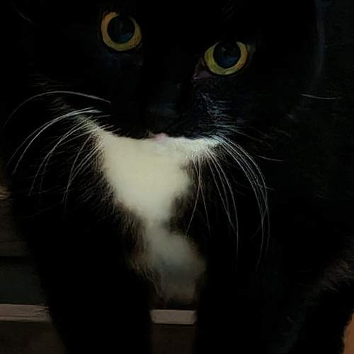 У меня лапки