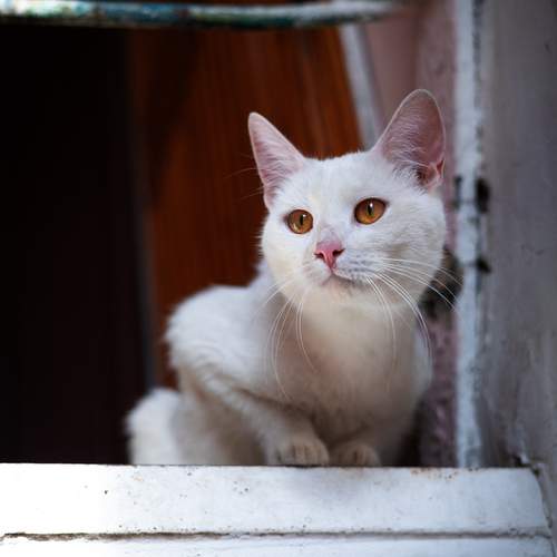 Photo #13145389