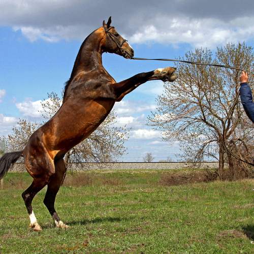 Фотография #13145876