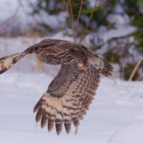 Photo #13146353