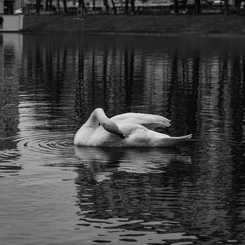 Photo #13146362