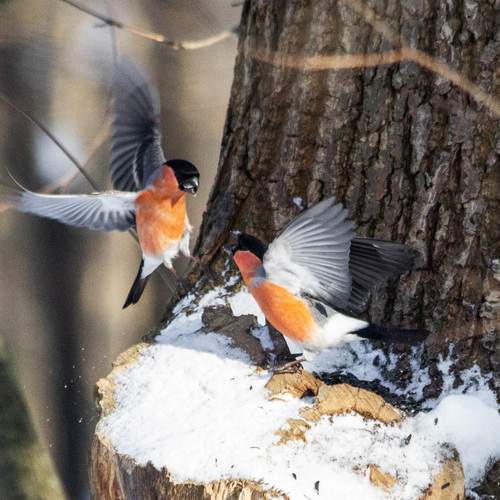 Photo #13146423
