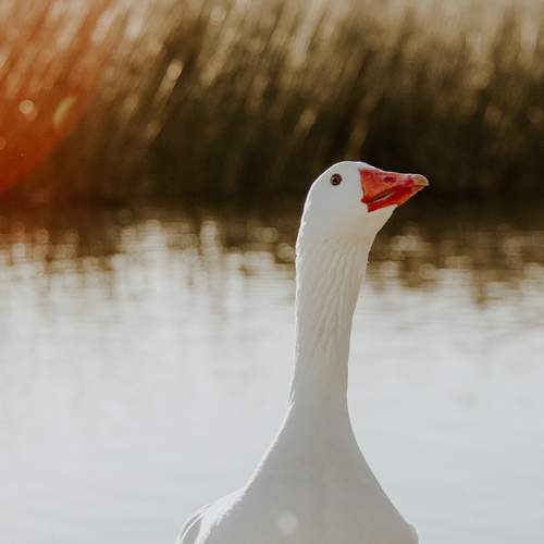 Photo #13146595