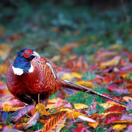 Male Pheasant in Scotland