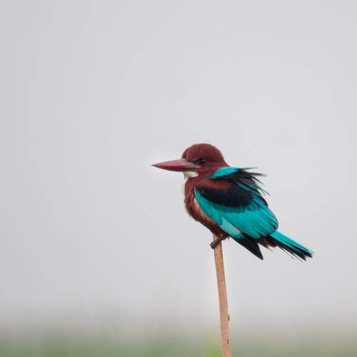 Photo #13146878