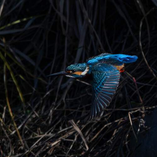 Flying in the dim light