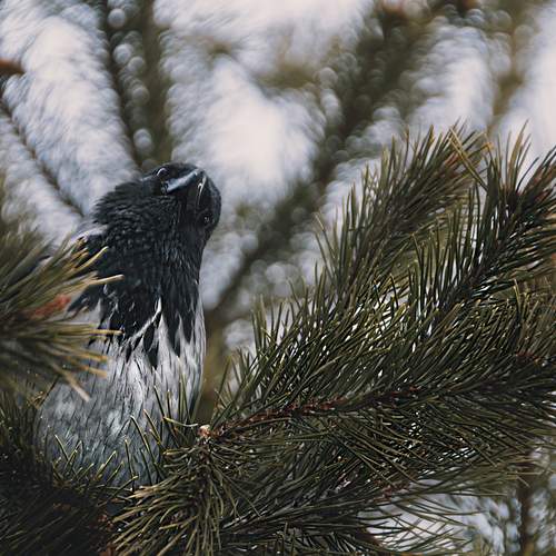 Photo #13147058