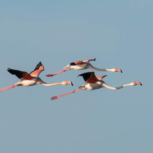 Triángulo de flamencos