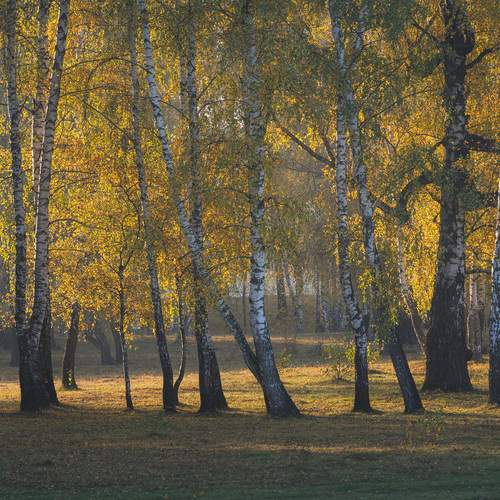 Photo #13147143