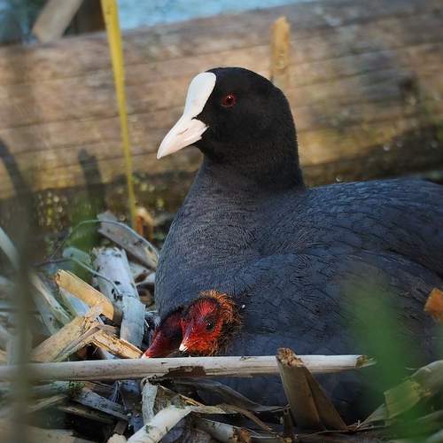 Photo #13147319