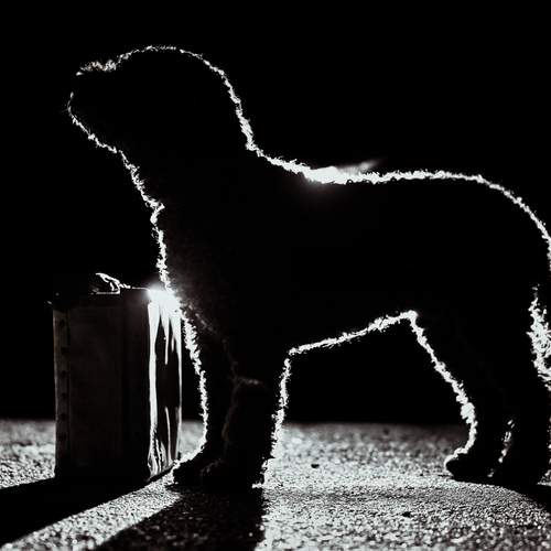 Photo #13147708