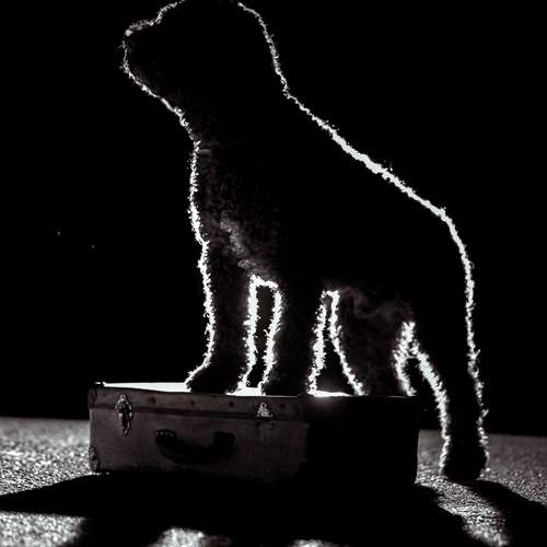 Photo #13147712