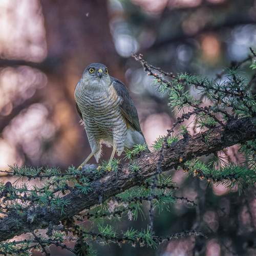 Ястреб перепелятник.