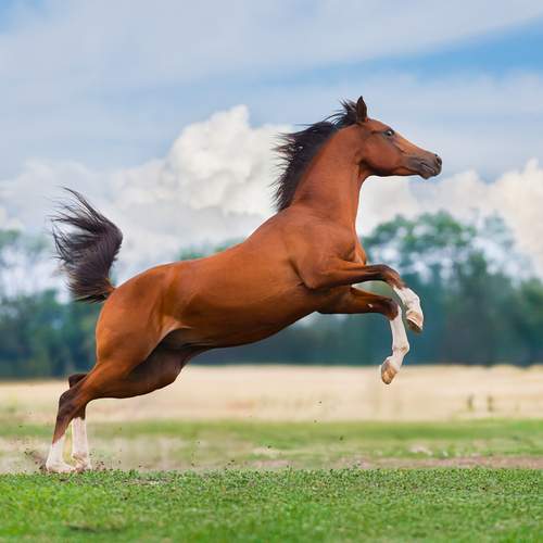 Полет свободы