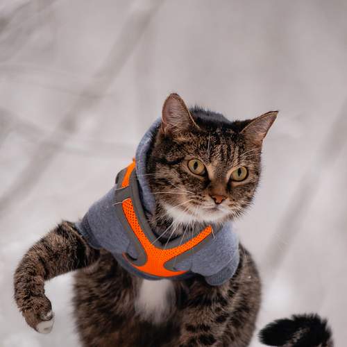 Photo #13148207