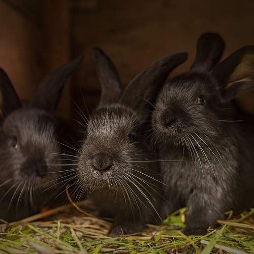 Photo #13148473
