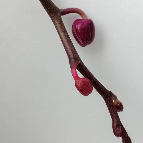 Photo #13148530