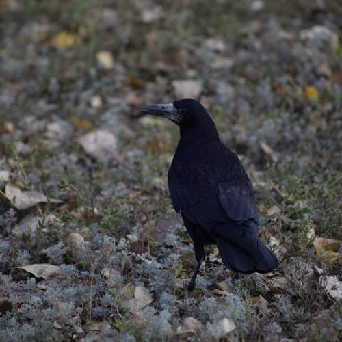 Photo #13149099