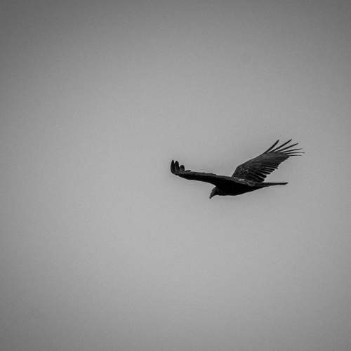 Photo #13149259