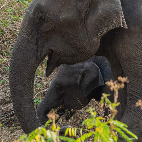 Photo #13149320