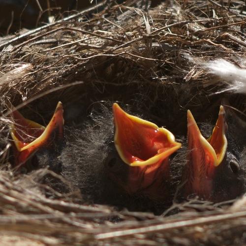 птенцы трясогузки